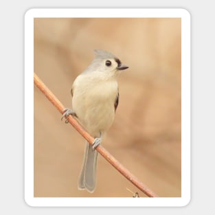 Tufted Titmouse with soft out of focus background Sticker